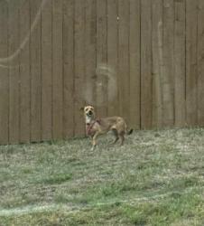 Lost Female Dog last seen Dublin and Mustang Ridge, Colorado Springs, CO 80923