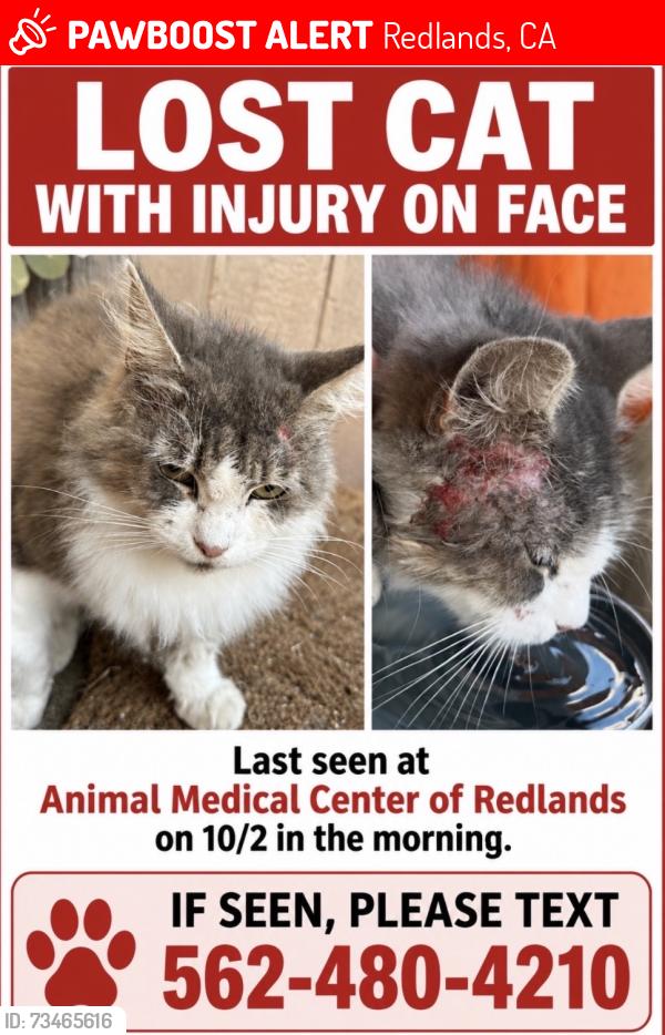 Lost Female Cat last seen on 7th street in between Stuart st and E Redlands blvd, Redlands, CA 92374