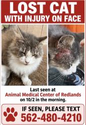 Lost Female Cat last seen on 7th street in between Stuart st and E Redlands blvd, Redlands, CA 92374