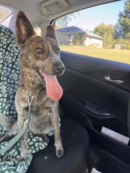 Reunited Female Dog last seen N700W & W300N, Greenfield, IN 46140