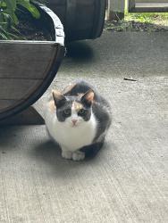 Lost Female Cat last seen Verta apmts in Vancouver WA off E 18th St, Vancouver, WA 98661