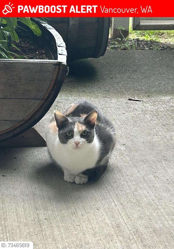 Lost Female Cat last seen Verta apmts in Vancouver WA off E 18th St, Vancouver, WA 98661