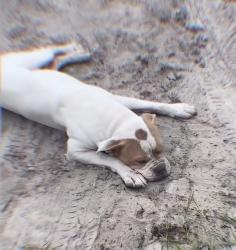Lost Male Dog last seen Kelly park publix, Apopka, FL 32712