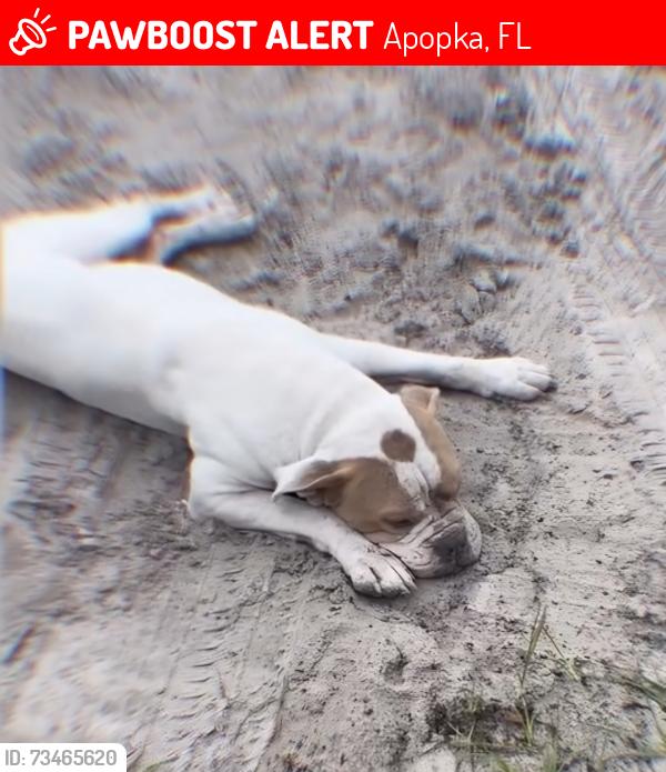 Lost Male Dog last seen Kelly park publix, Apopka, FL 32712