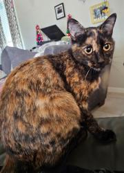 Lost Female Cat last seen Bronze Spur Court, Harris County, TX 77377