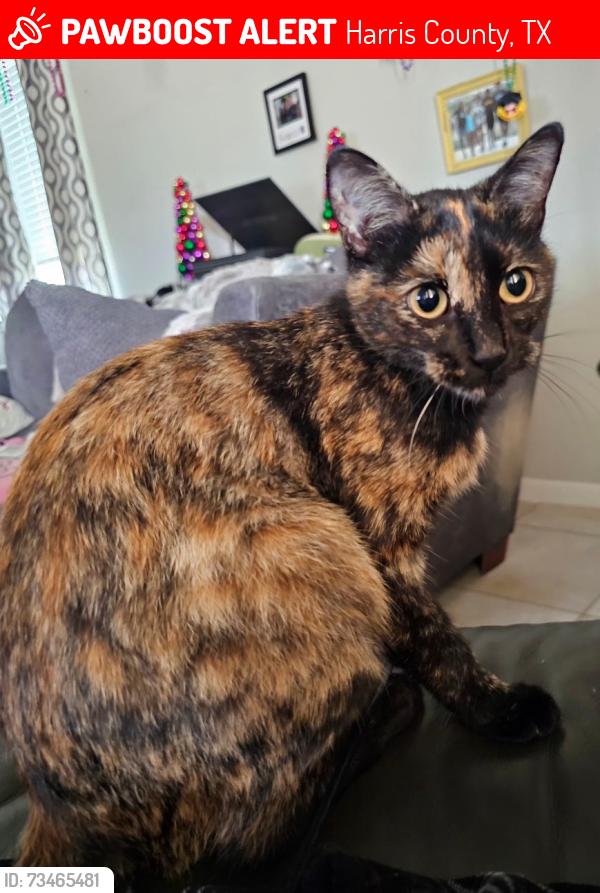 Lost Female Cat last seen Bronze Spur Court, Harris County, TX 77377