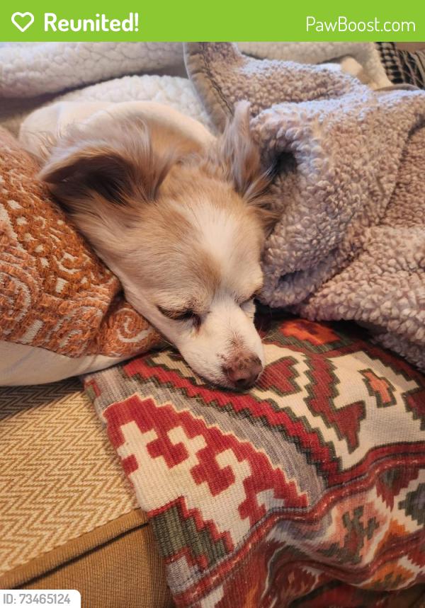 Reunited Female Dog last seen Carthay Cir & Camino Paz, La Mesa, CA 91941