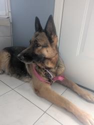 Reunited Female Dog last seen Kenneth Hahn park, View Park-Windsor Hills, CA 90043