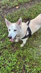 Reunited Female Dog last seen Near statute court, Chesterfield, VA 23832