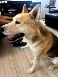 Found/Stray Male Dog last seen Kiowa, Apple Valley, CA 92308