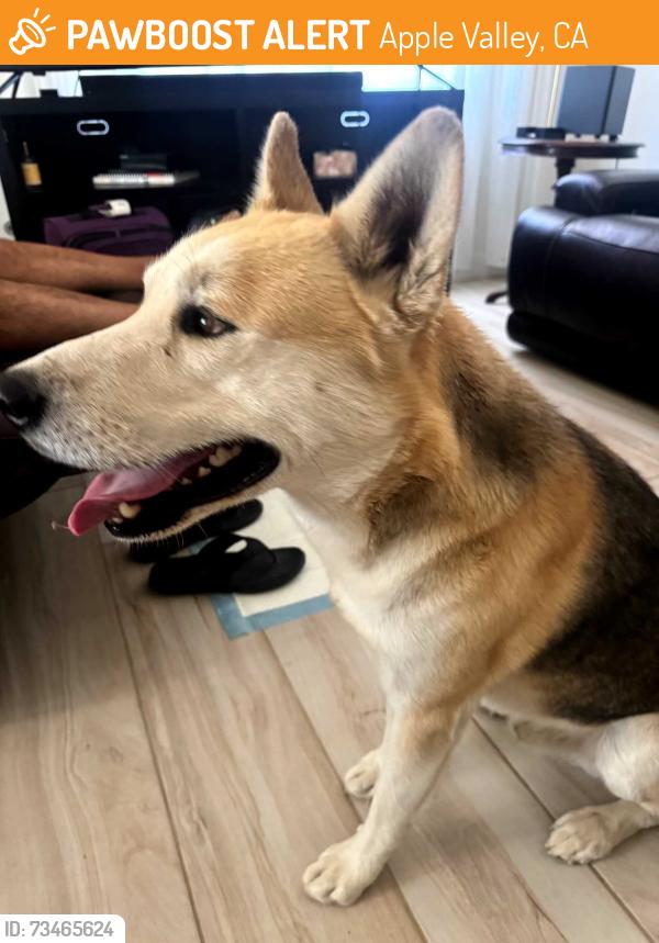 Found/Stray Male Dog last seen Kiowa, Apple Valley, CA 92308