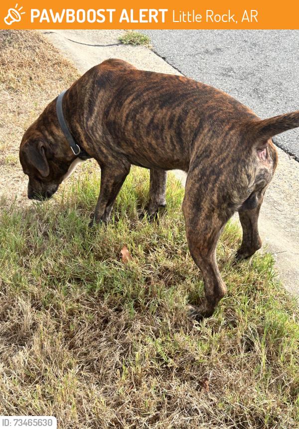 Found/Stray Male Dog last seen Wagon wheel/Westglen, Little Rock, AR 72211