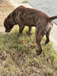 Found/Stray Male Dog last seen Wagon wheel/Westglen, Little Rock, AR 72211