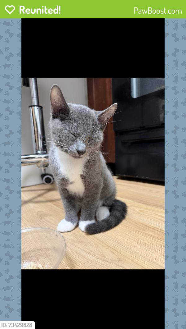 Reunited Unknown Cat last seen Belgrade Ave roslindale, Boston, MA 02131
