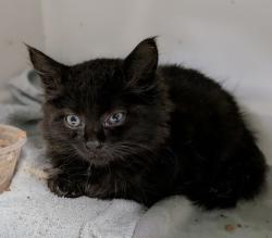 Shelter Stray Male Cat last seen Near E 142nd Street, BRONX, NY, 10454, 326 E 110th St, New York, NY 10029, USA
