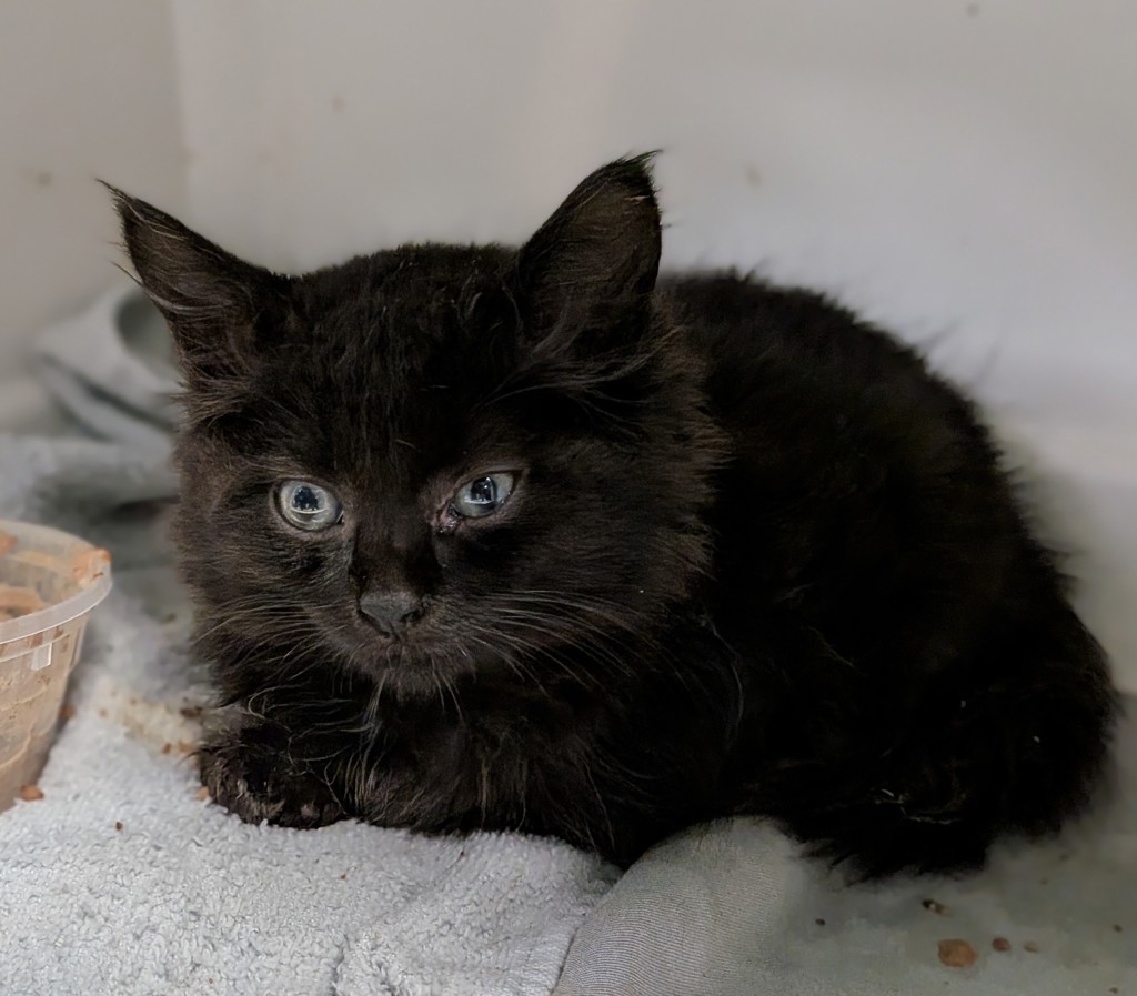 Shelter Stray Male Cat last seen Near E 142nd Street, BRONX, NY, 10454, 326 E 110th St, New York, NY 10029, USA
