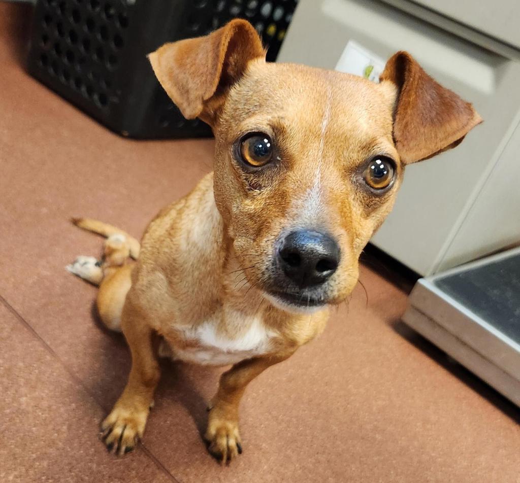 Shelter Stray Male Dog last seen san leandro st & seminary ave, OAKLAND, CA, 94621, 8323 Baldwin St, Oakland, CA 94621, USA
