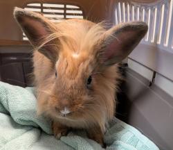 Shelter Stray Female Rabbit last seen Near Morena Boulevard, San Diego, CA, 92110, 5500 Gaines St, San Diego, CA 92110, USA