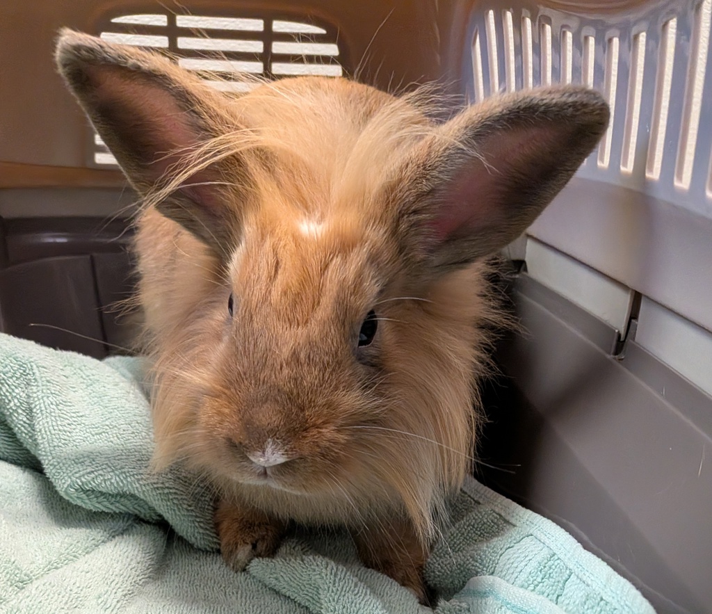 Shelter Stray Female Rabbit last seen Near Morena Boulevard, San Diego, CA, 92110, 5500 Gaines St, San Diego, CA 92110, USA