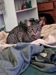 Reunited Female Cat last seen Howard Ave, Lake Park, Des Plaines, IL 60018