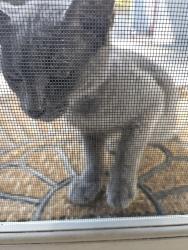 Found/Stray Unknown Cat last seen Talavera Dr and San Ramon Valley Blvd, San Ramon, CA 94583