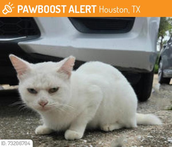Found/Stray Female Cat last seen Hughes rd, Houston, TX 77089