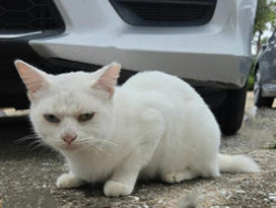 Found/Stray Female Cat last seen Hughes rd, Houston, TX 77089