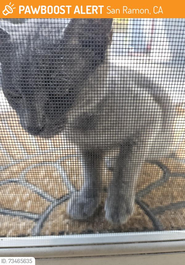 Found/Stray Unknown Cat last seen Talavera Dr and San Ramon Valley Blvd, San Ramon, CA 94583