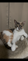 Lost Female Cat last seen Fort Walton beach rec center, Fort Walton Beach, FL 32548