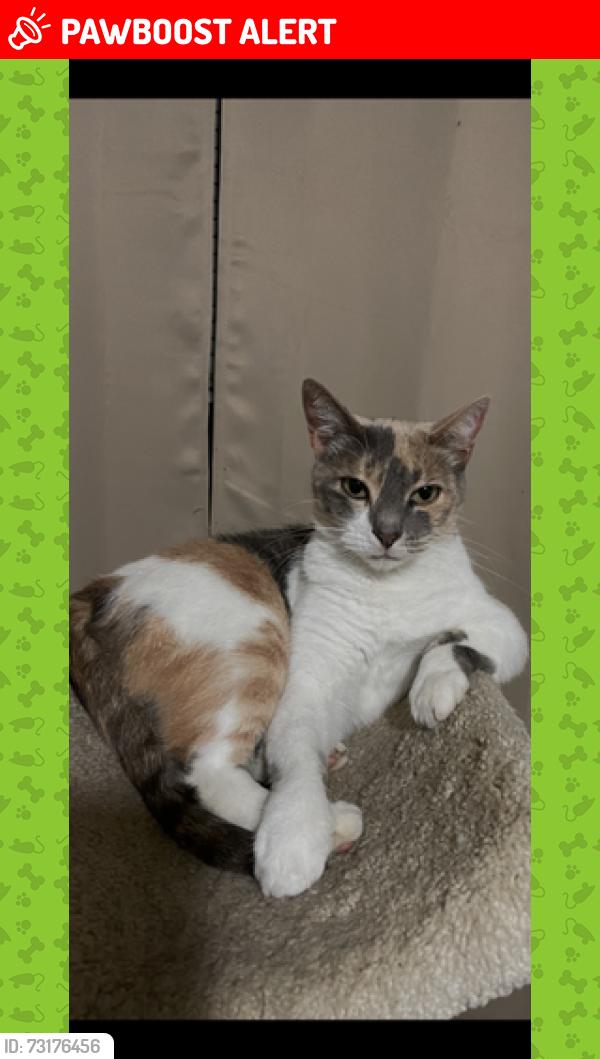 Lost Female Cat last seen Fort Walton beach rec center, Fort Walton Beach, FL 32548