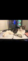 Reunited Female Cat last seen Brunswick Dr and Caton Ridge, Plainfield, IL 60586