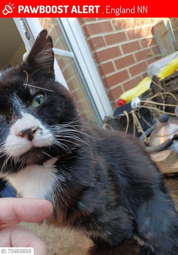 Lost Male Cat last seen Nether Heyford around Furnace Lane, , England NN7