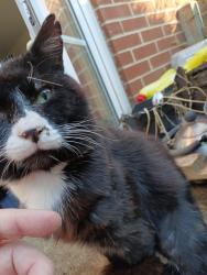 Lost Male Cat last seen Nether Heyford around Furnace Lane, , England NN7