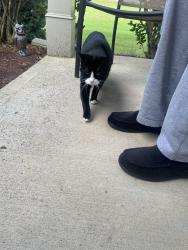 Lost Female Cat last seen Ivy creek elementray, Buford, GA 30519