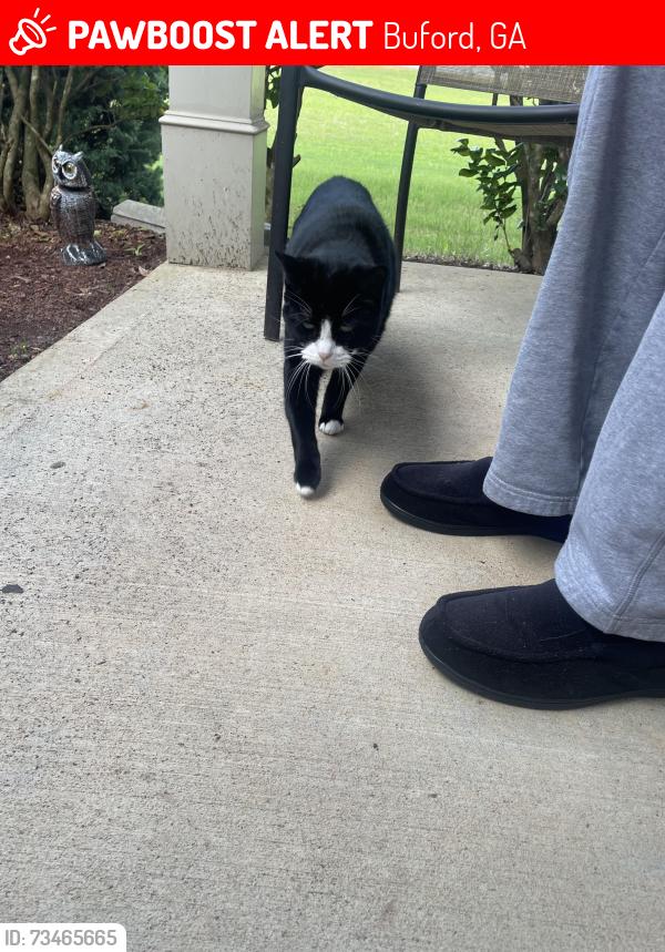 Lost Female Cat last seen Ivy creek elementray, Buford, GA 30519