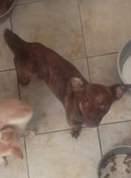 Lost Male Dog last seen Desert view, pawn shop in front of the ally behind old metro. Tire shop across the street, Desert Hot Springs, CA 92240