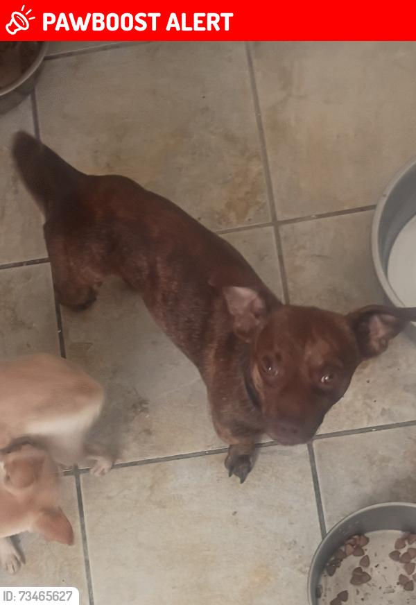 Lost Male Dog last seen Desert view, pawn shop in front of the ally behind old metro. Tire shop across the street, Desert Hot Springs, CA 92240