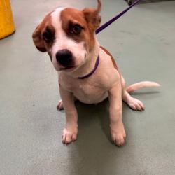 Shelter Stray Male Dog last seen , 2350 Appling City Cove, Memphis, TN 38133, USA