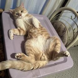 Shelter Stray Male Cat last seen , Animal Care & Control Team of Philly, 111 W Hunting Park Ave, Philadelphia, PA 19140, USA