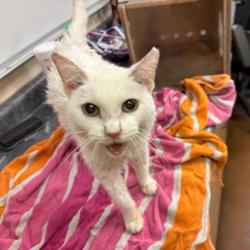 Shelter Stray Unknown Cat last seen , 2350 Appling City Cove, Memphis, TN 38133, USA