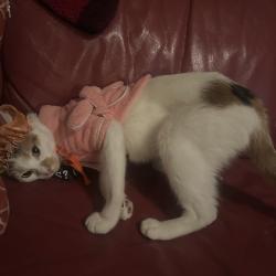 Shelter Stray Female Cat last seen , Animal Care & Control Team of Philly, 111 W Hunting Park Ave, Philadelphia, PA 19140, USA