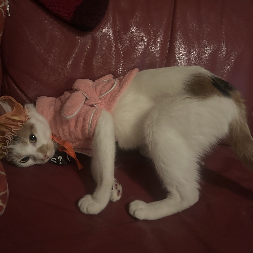 Shelter Stray Female Cat last seen , Animal Care & Control Team of Philly, 111 W Hunting Park Ave, Philadelphia, PA 19140, USA