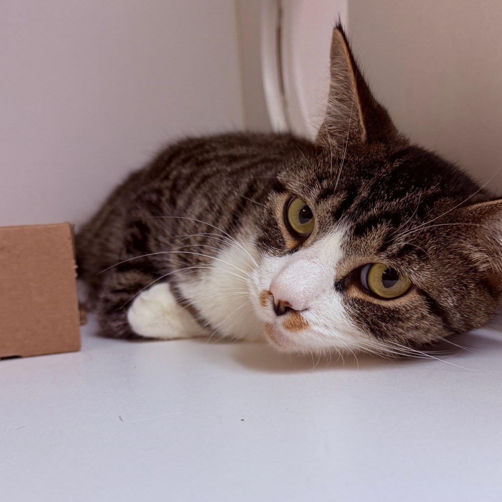 Shelter Stray Male Cat last seen , Animal Care & Control Team of Philly, 111 W Hunting Park Ave, Philadelphia, PA 19140, USA