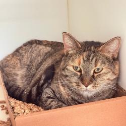 Shelter Stray Female Cat last seen , Animal Care & Control Team of Philly, 111 W Hunting Park Ave, Philadelphia, PA 19140, USA