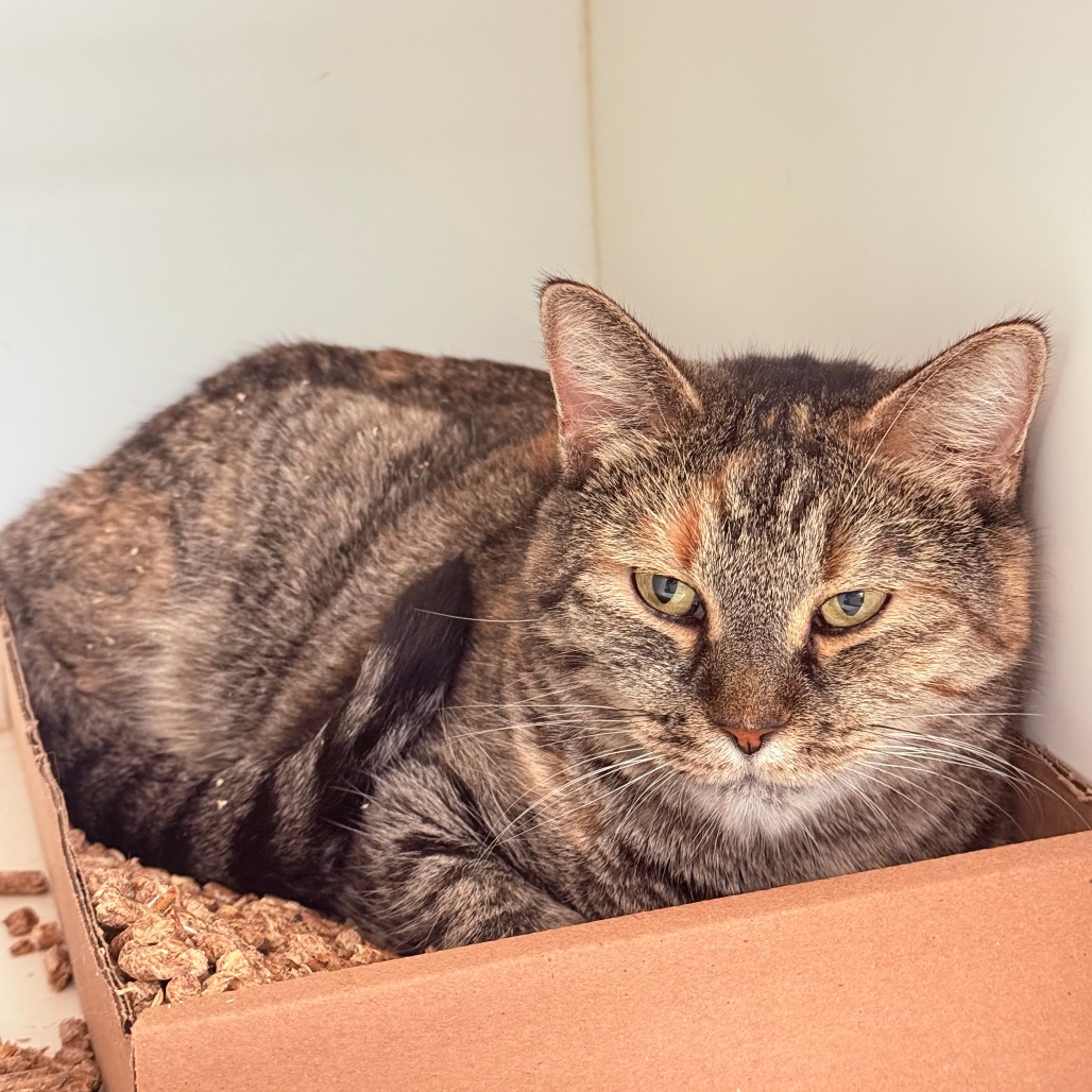 Shelter Stray Female Cat last seen , Animal Care & Control Team of Philly, 111 W Hunting Park Ave, Philadelphia, PA 19140, USA