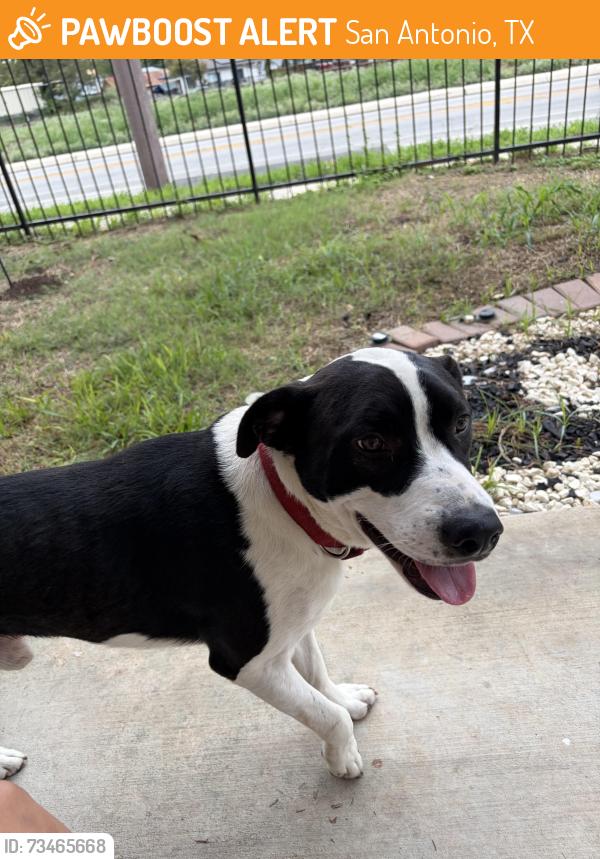Found/Stray Male Dog last seen Wandering along Frio City road for the last few hours, San Antonio, TX 78207