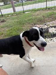 Found/Stray Male Dog last seen Wandering along Frio City road for the last few hours, San Antonio, TX 78207