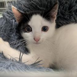 Shelter Stray Female Cat last seen , Animal Care & Control Team of Philly, 111 W Hunting Park Ave, Philadelphia, PA 19140, USA