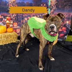 Shelter Stray Male Dog last seen , Animal Care & Control Team of Philly, 111 W Hunting Park Ave, Philadelphia, PA 19140, USA