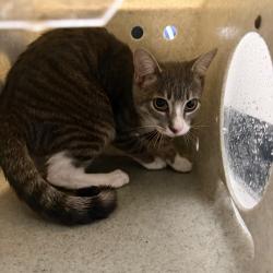 Shelter Stray Male Cat last seen , Animal Care & Control Team of Philly, 111 W Hunting Park Ave, Philadelphia, PA 19140, USA